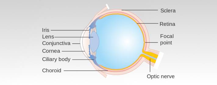 Diagram Of The Eye - Eye Exams Victoria BC