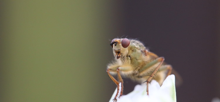 fly up close