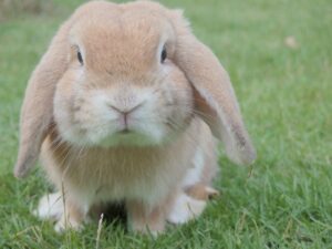 rabbit in grass