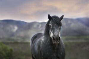 horse in grass