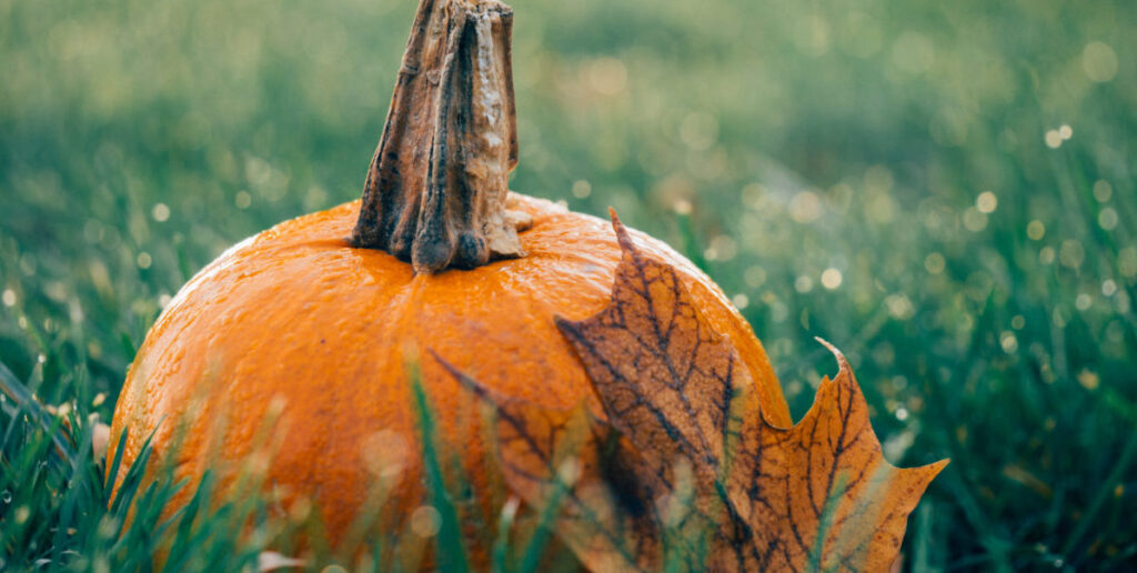 pumpkin in grass