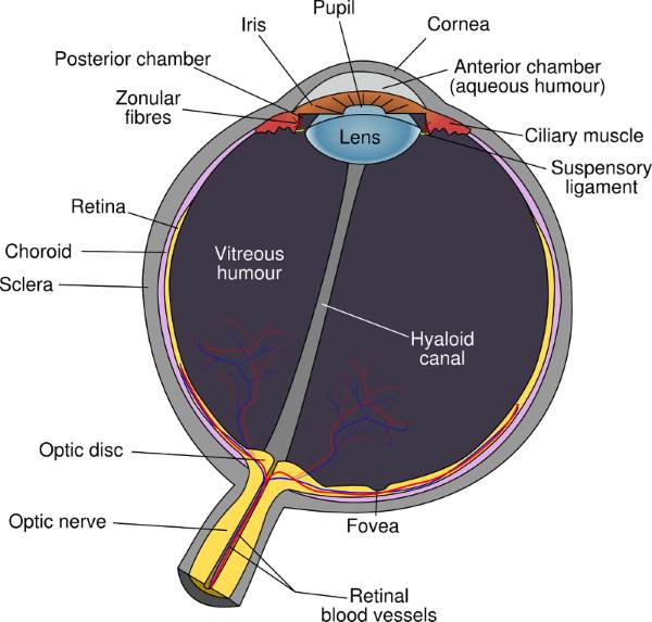 What are the parts of the eye