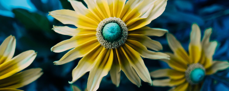 colourful sunflowers 