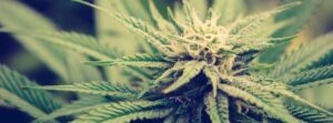 cannabis plant up close