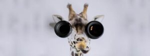 giraffe with binoculars
