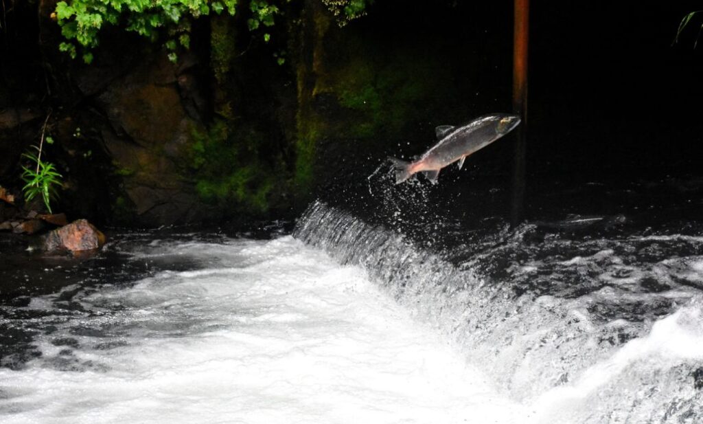 fish jumping from river