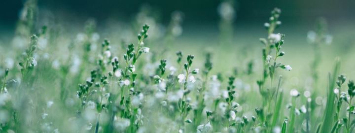 field of flowers