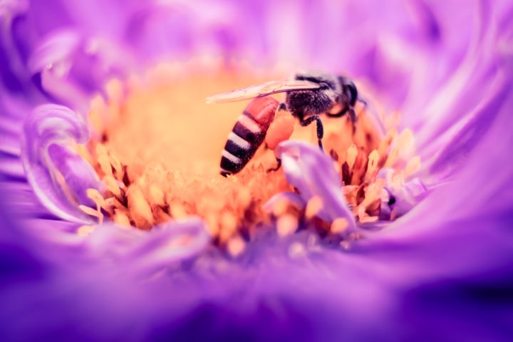 bee enjoying pollen