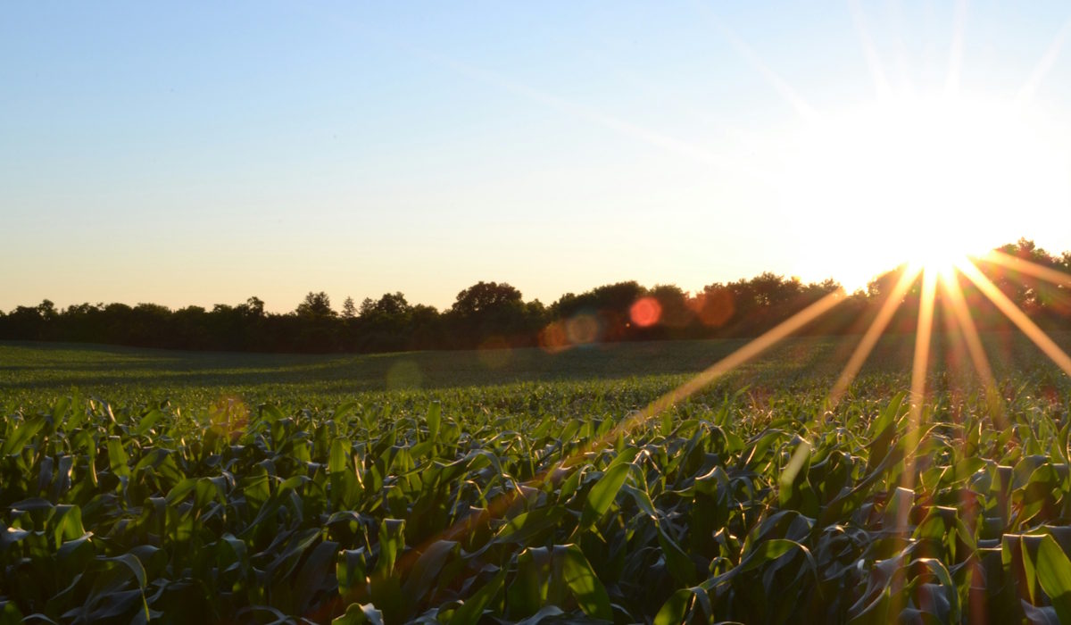 sun shining across a field